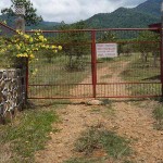 road leading to plantation mansion(1)
