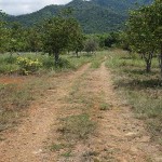road leading to plantation mansion(2)