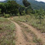 road leading to plantation mansion(3)