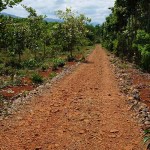 road leading to plantation mansion(4)