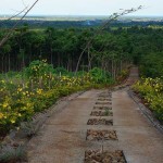 road leading to plantation mansion(6)
