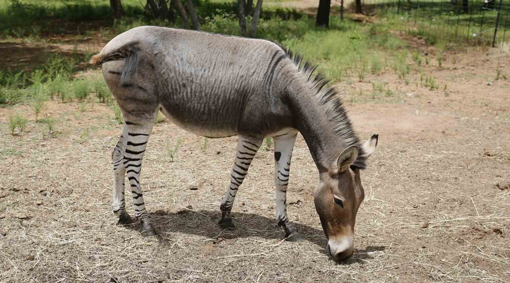 Contract to Sell v. Contract of Sale