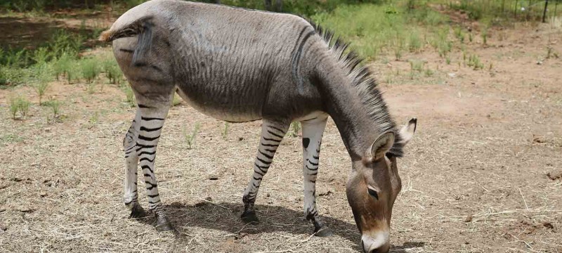 Contract to Sell v. Contract of Sale