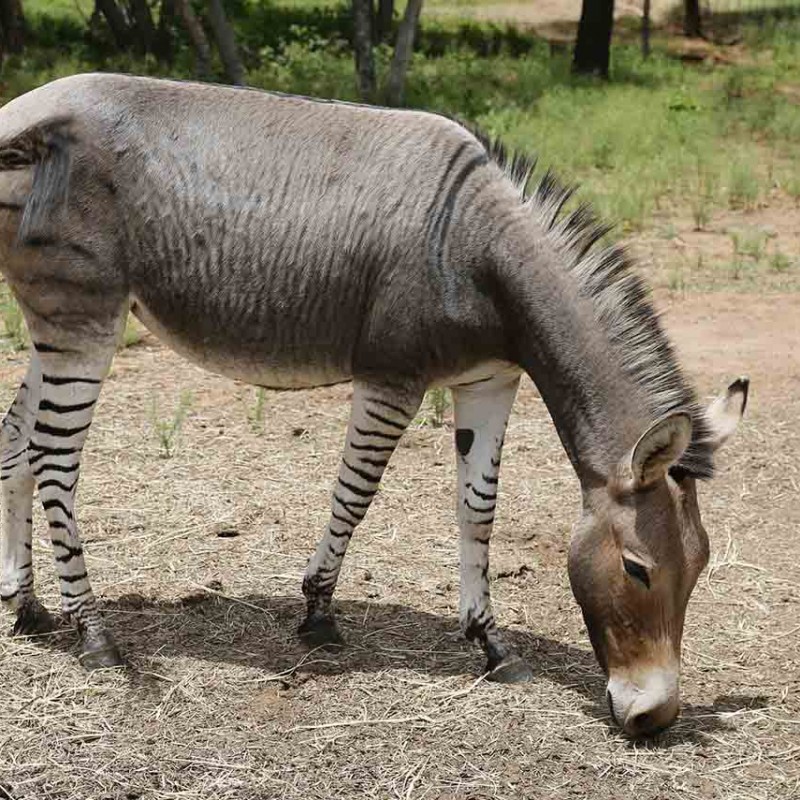 Contract to Sell v. Contract of Sale